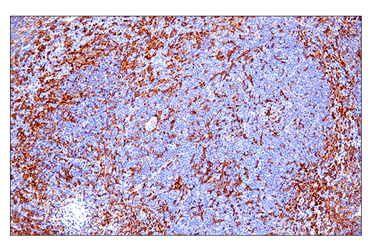 Immunohistochemistry Image 9: Iba1/AIF-1 (E4O4W) XP<sup>®</sup> Rabbit mAb (BSA and Azide Free)