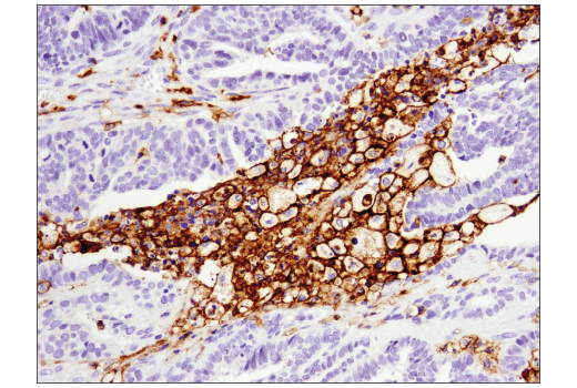 Immunohistochemistry Image 4: CD11c (D3V1E) XP<sup>®</sup> Rabbit mAb