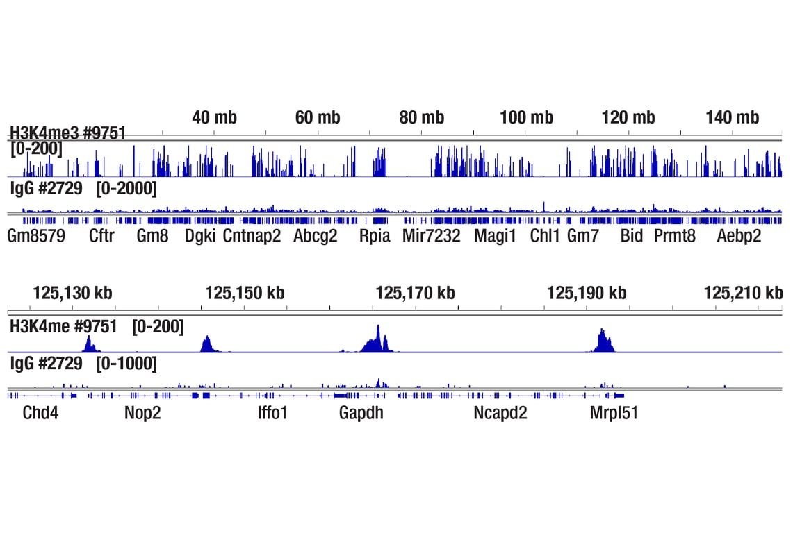 Normal Rabbit IgG (#2729) Datasheet With Images | Cell Signaling Technology