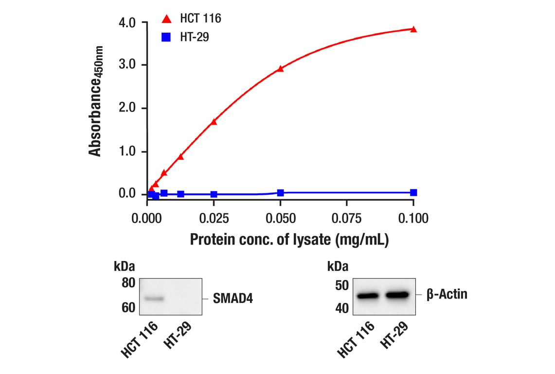 undefined Image 1: PathScan<sup>®</sup> RP Total SMAD4 Sandwich ELISA Kit