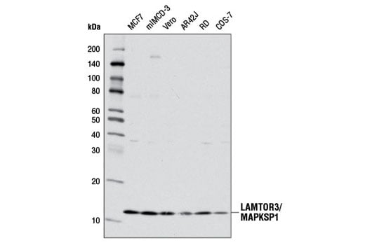 undefined Image 7: Rag and LAMTOR Antibody Sampler Kit