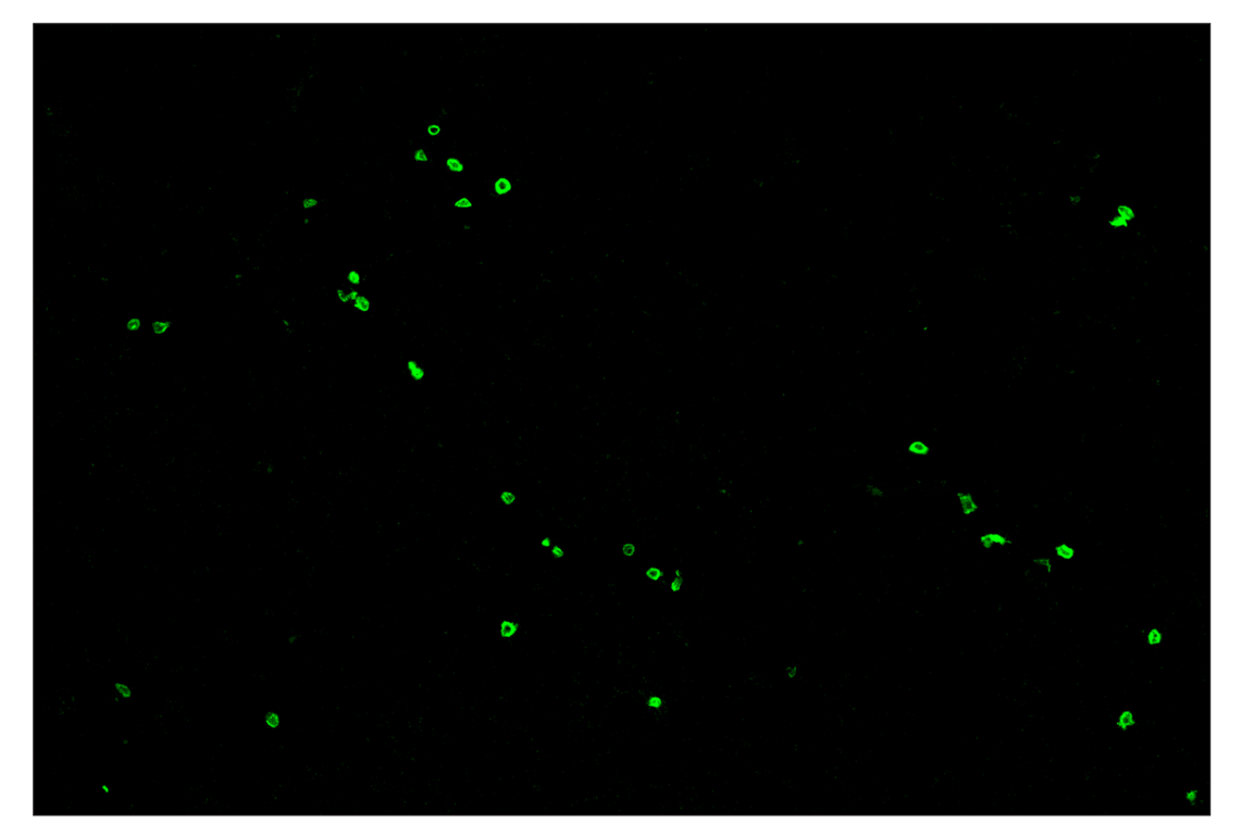 Immunohistochemistry Image 2: CD3ε (E4T1B) & CO-0048-594 SignalStar<sup>™</sup> Oligo-Antibody Pair