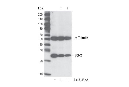 undefined Image 1: SignalSilence<sup>®</sup> Bcl-2 siRNA I