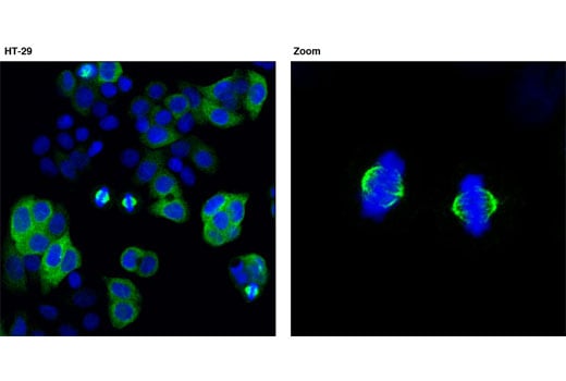 Immunofluorescence Image 1: TACC3 (D9E4) XP<sup>®</sup> Rabbit mAb