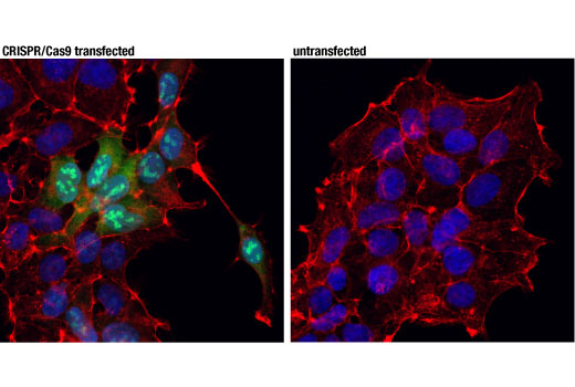 Immunofluorescence Image 1: Cas9 (7A9-3A3) Mouse mAb (Alexa Fluor<sup>®</sup> 488 Conjugate)