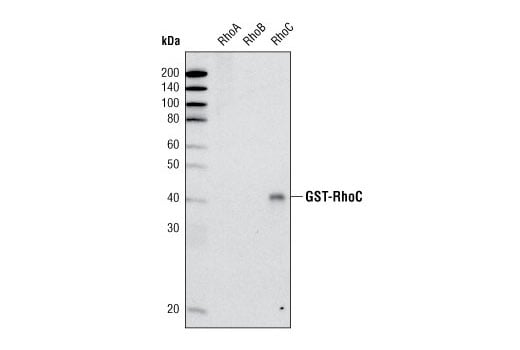 undefined Image 15: Rho-GTPase Antibody Sampler Kit