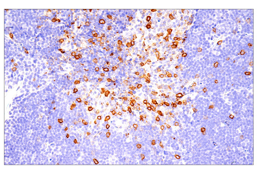 Immunohistochemistry Image 7: ICOS (E5F7E) Rabbit mAb (BSA and Azide Free)