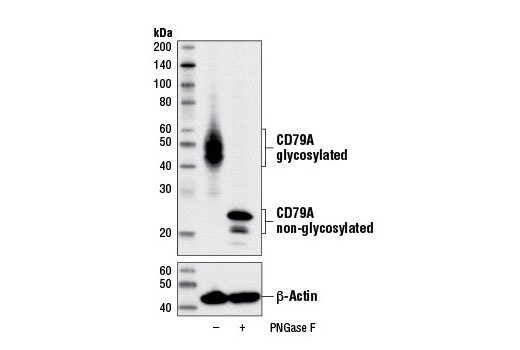 Western Blotting Image 2: CD79A (D1X5C) XP<sup>®</sup> Rabbit mAb (BSA and Azide Free)