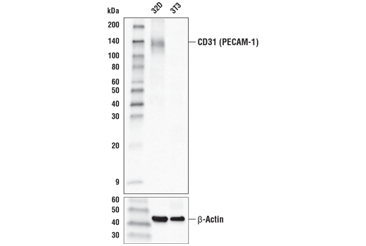 Western Blotting Image 1: CD31 (PECAM-1) (D8V9E) XP<sup>®</sup> Rabbit mAb (HRP Conjugate)