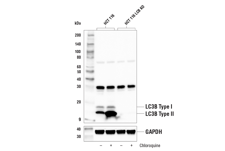 Western Blotting Image 1: LC3B (E7X4S) XP<sup>®</sup> Rabbit mAb