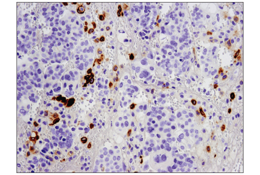 Immunohistochemistry Image 1: TIM-4 (D3W4F) XP<sup>®</sup> Rabbit mAb (BSA and Azide Free)