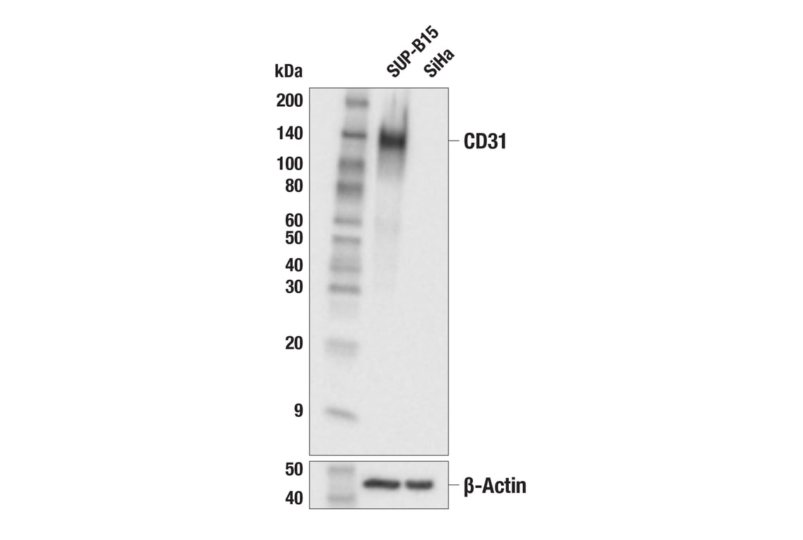 Western Blotting Image 1: CD31 (PECAM-1) (F8M3S) Rabbit mAb (BSA and Azide Free)