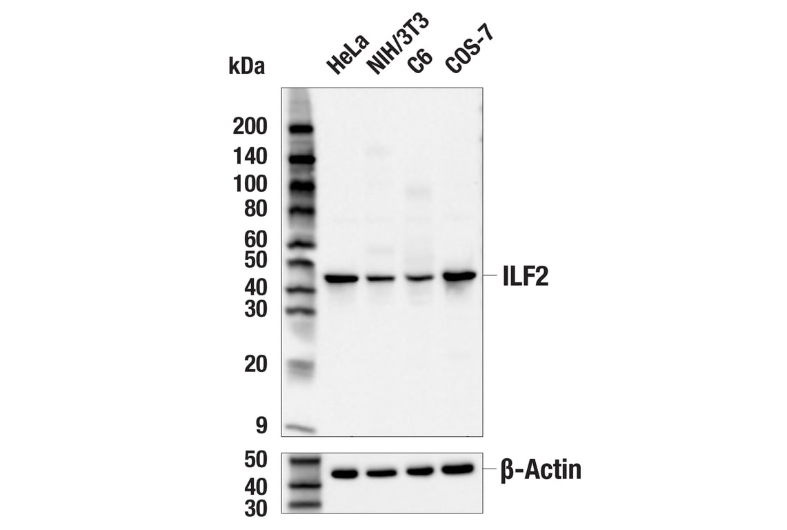 Western Blotting Image 1: ILF2 (E4P4P) Rabbit mAb