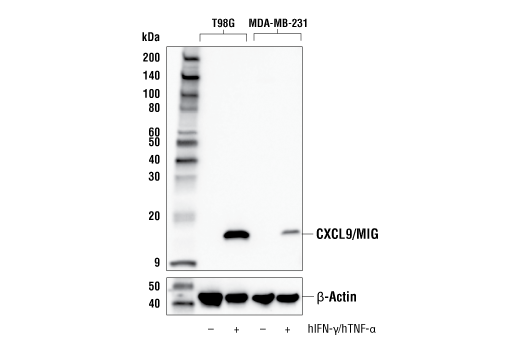 Western Blotting Image 1: CXCL9/MIG (E7X3P) Rabbit mAb