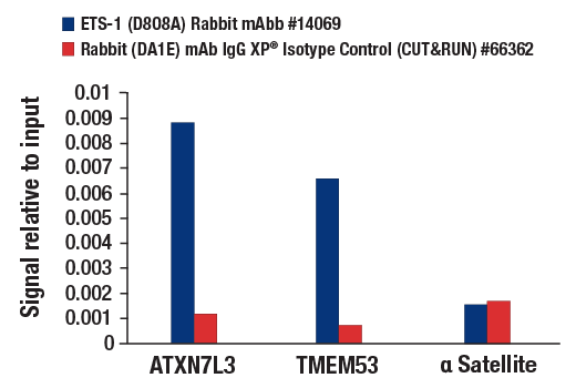 CUT & RUN Image 3: ETS-1 (D8O8A) Rabbit mAb