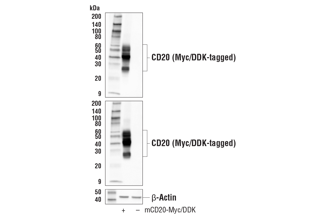 Western Blotting Image 1: CD20 (E3N7O) XP<sup>®</sup> Rabbit mAb