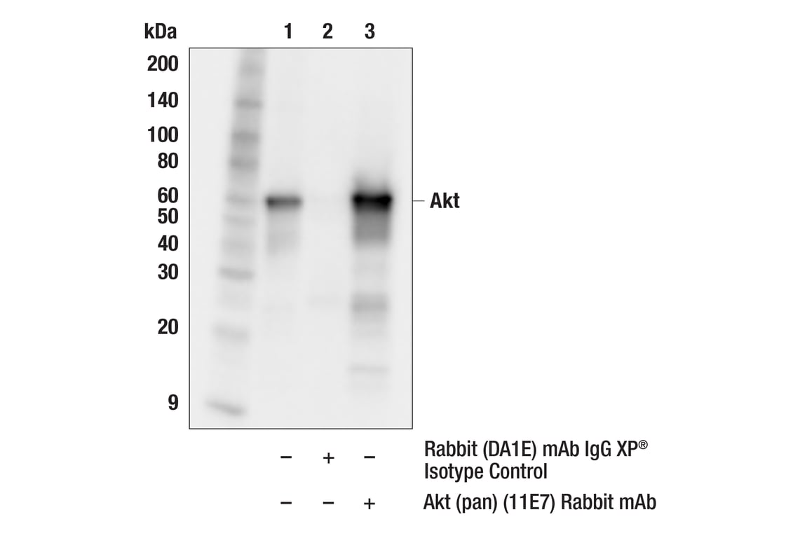Immunoprecipitation Image 1: Akt (pan) (11E7) Rabbit mAb
