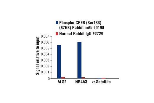 undefined Image 23: PhosphoPlus<sup>®</sup> CREB (Ser133) Antibody Duet