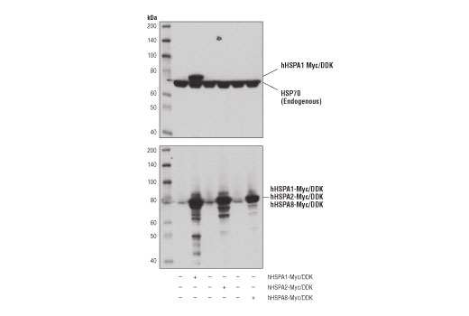 Western Blotting Image 2: HSP70 (D1M6J) Mouse mAb