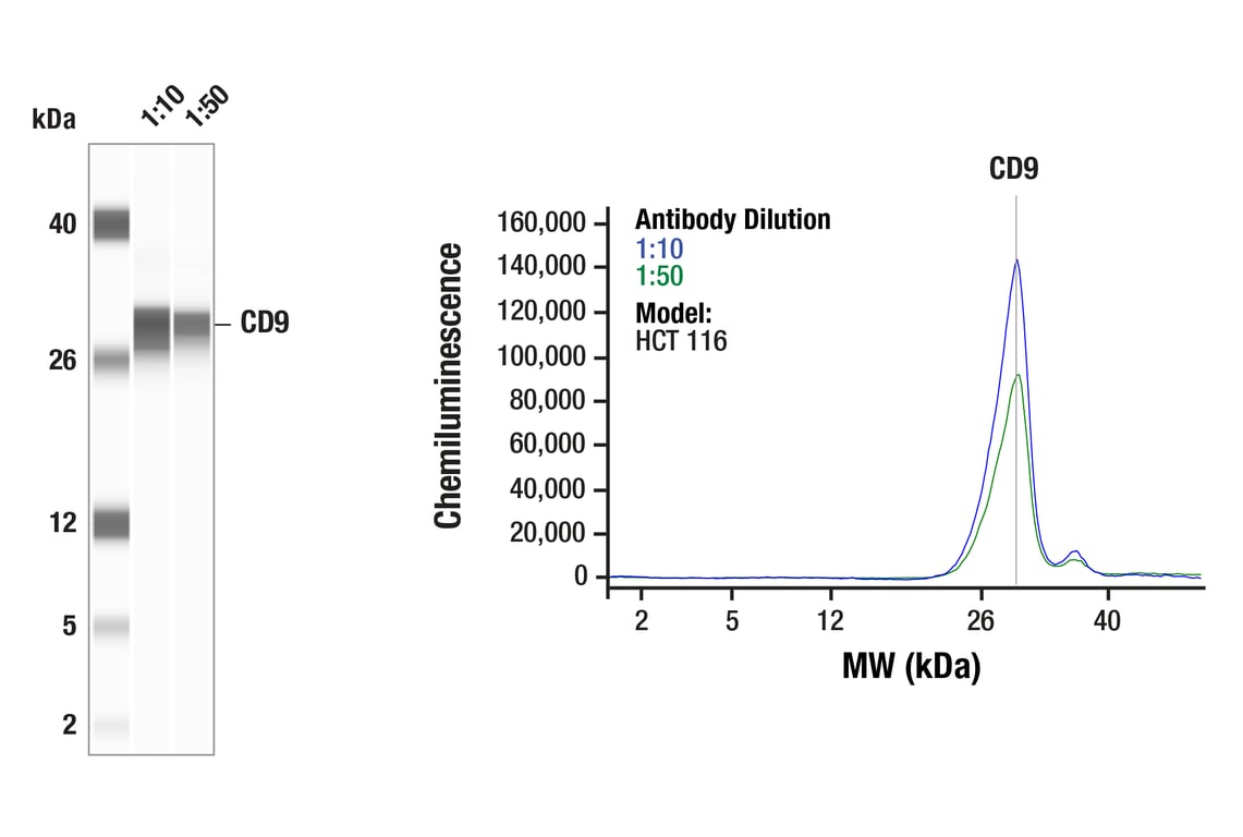 Western Blotting Image 1: CD9 (E3O1B) Rabbit mAb