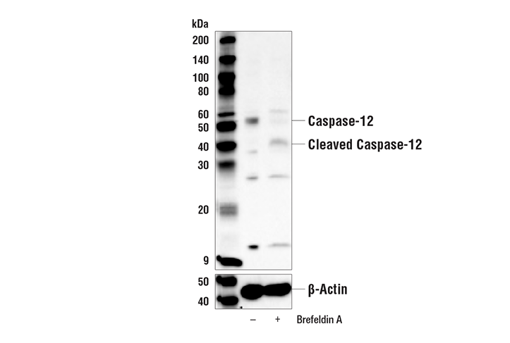 Western Blotting Image 1: Caspase-12 Antibody