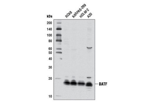 Western Blotting Image 1: BATF (D7C5) Rabbit mAb (BSA and Azide Free)