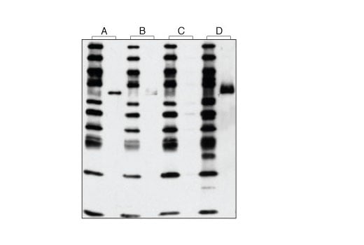 Western Blotting Image 1: Phospho-Met (Tyr1234/1235) (D26) XP<sup>®</sup> Rabbit mAb (Biotinylated)