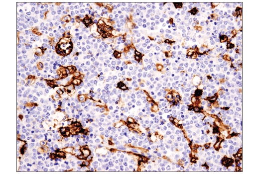 Immunohistochemistry Image 3: CD11c (D3V1E) XP<sup>®</sup> Rabbit mAb