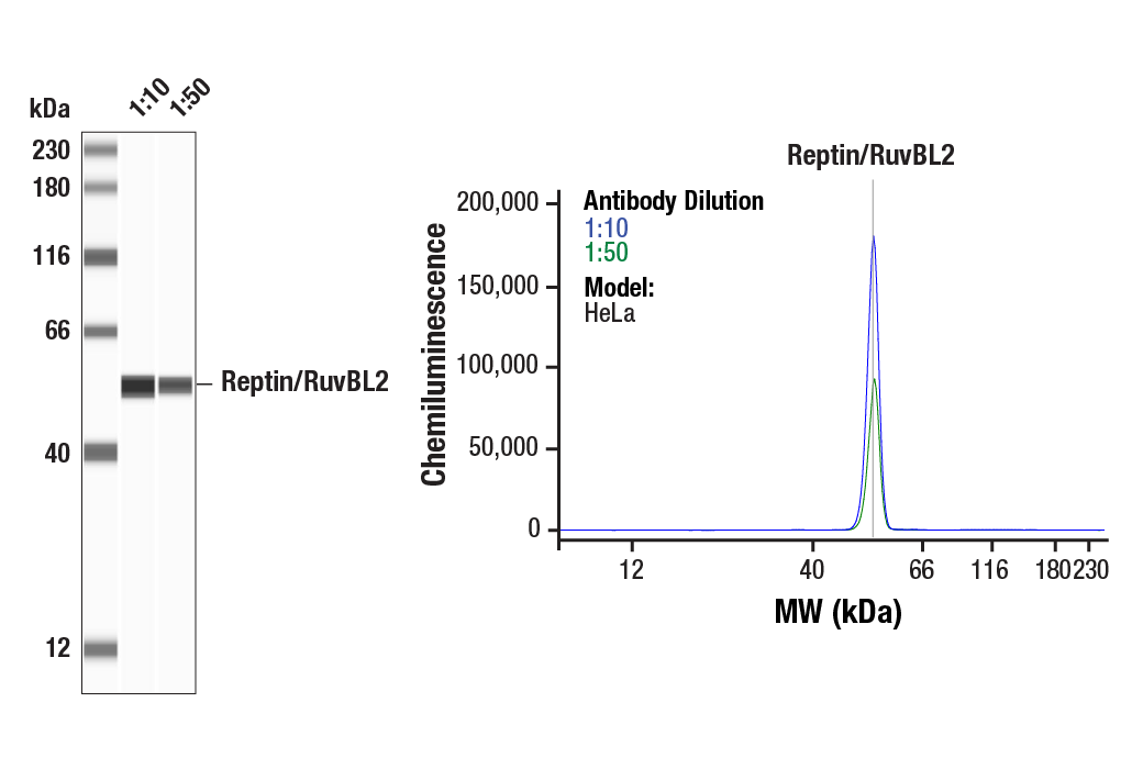 Western Blotting Image 1: Reptin/RuvBL2 (D8N3J) Rabbit mAb