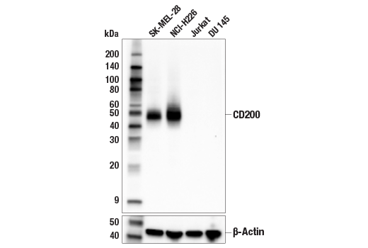 Western Blotting Image 1: CD200 (E5I9V) XP<sup>®</sup> Rabbit mAb (BSA and Azide Free)