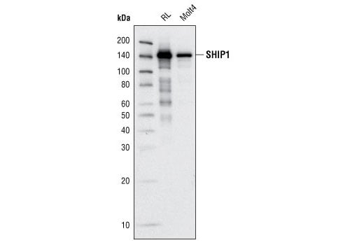 Western Blotting Image 1: SHIP1 (C40G9) Rabbit mAb (BSA and Azide Free)