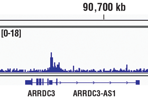 undefined Image 37: Microglia Neurodegeneration Module Antibody Sampler Kit