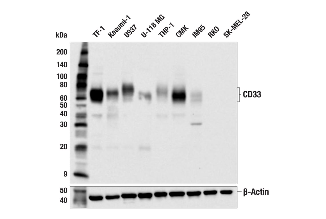 Western Blotting Image 2: CD33 (F9U6X) Rabbit mAb