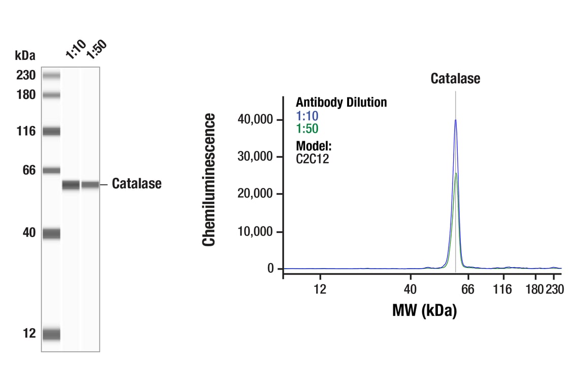 Western Blotting Image 1: Catalase (D5N7V) Rabbit mAb