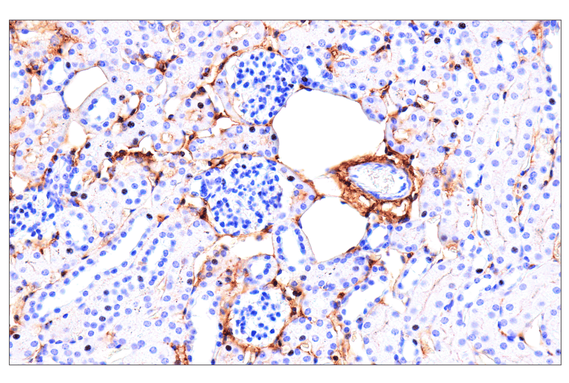 Immunohistochemistry Image 2: DPEP-1/MDP (E5H7T) Rabbit mAb