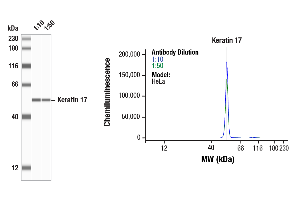 Western Blotting Image 1: Keratin 17 (D12E5) XP<sup>®</sup> Rabbit mAb