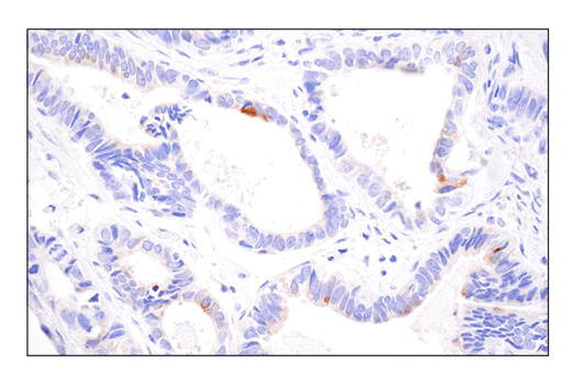 Immunohistochemistry Image 3: 4-1BBL/CD137L/TNFSF9 (E8W3P) Rabbit mAb (BSA and Azide Free)