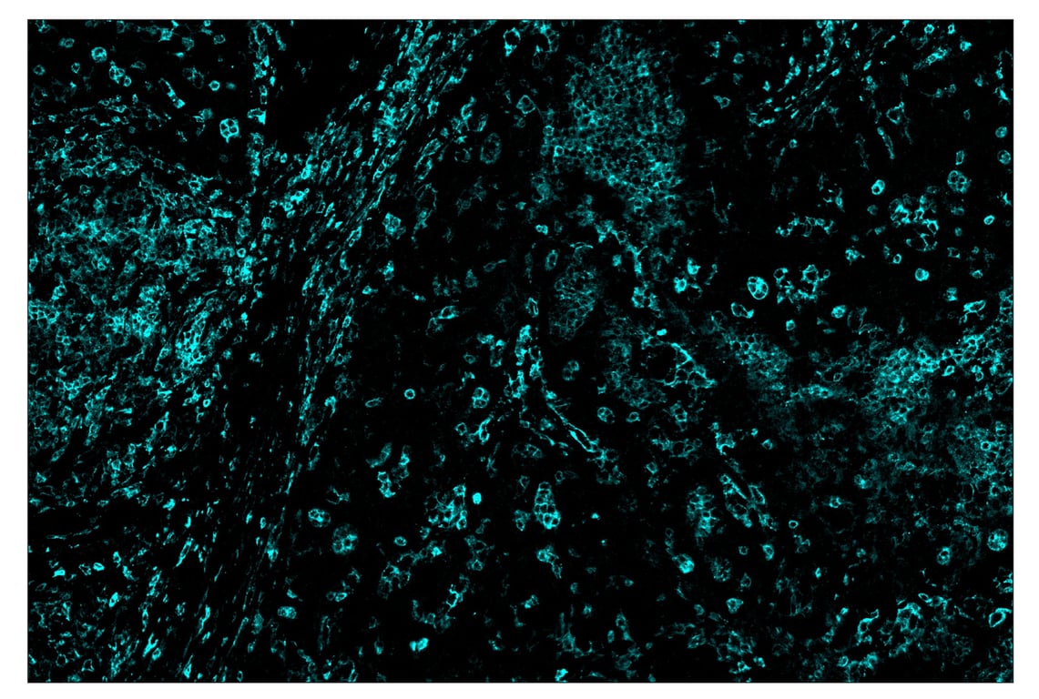 Immunohistochemistry Image 5: CD16 (D1N9L) & CO-0031-488 SignalStar<sup>™</sup> Oligo-Antibody Pair