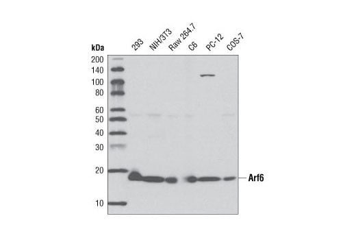 Western Blotting Image 1: Arf6 (D12G6) Rabbit mAb