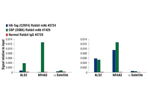 Chromatin Immunoprecipitation Image 1: HA-Tag (C29F4) Rabbit mAb