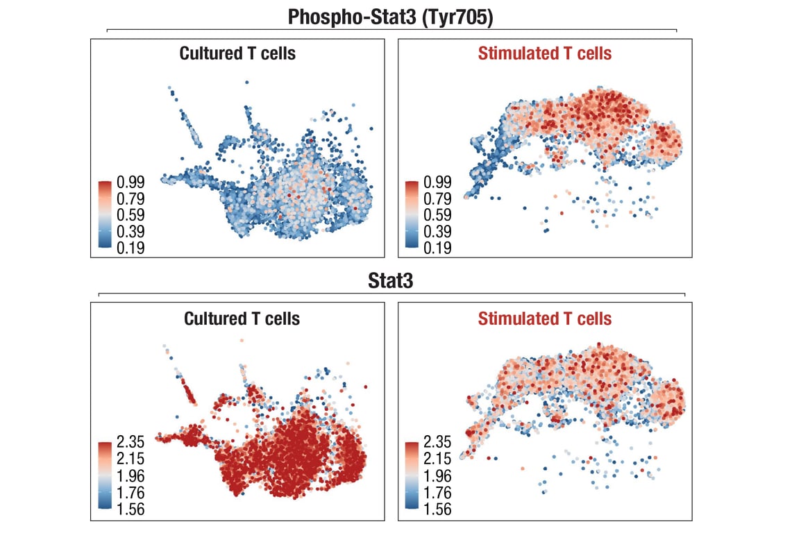 SCA Image 1: Phospho-Stat3 (Tyr705) (D3A7) XP® Rabbit mAb (InTraSeq™ 3' Conjugate 3015)