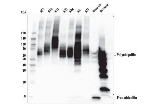 undefined Image 26: MHC Class I Antigen Processing and Presentation Antibody Sampler Kit