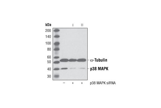 SignalSilence® p38 MAPK siRNA I: Image 1