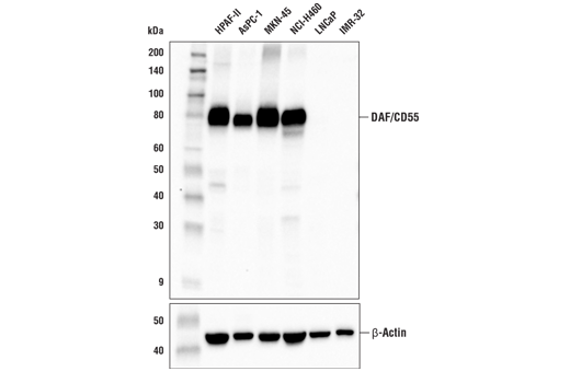 Western Blotting Image 2: DAF/CD55 (E4G4T) Rabbit mAb