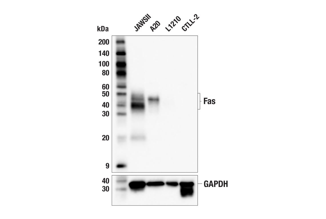 Western Blotting Image 1: Fas (F7B6N) Rabbit mAb