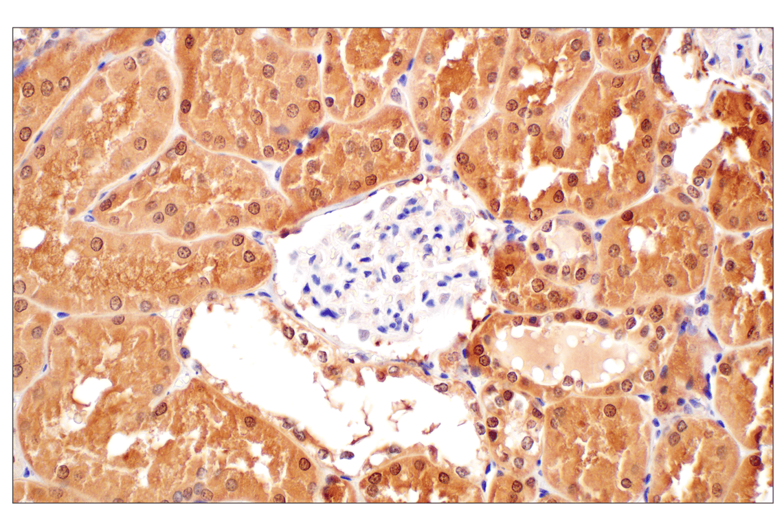 Immunohistochemistry Image 8: GPX4 (E5Y8K) Rabbit mAb