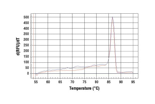 Chromatin Immunoprecipitation Image 1: SimpleChIP<sup>®</sup> Human EP300 Promoter Primers