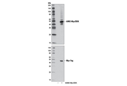 undefined Image 22: Human Reactive Inflammasome Antibody Sampler Kit II