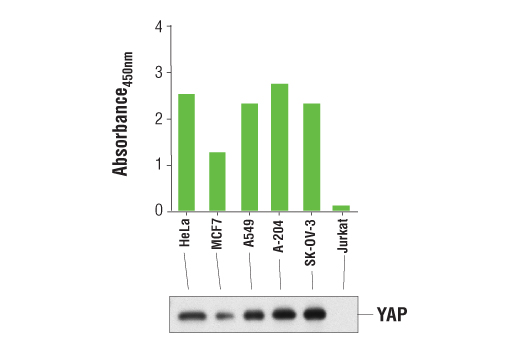ELISA Image 1: PathScan® Total YAP Sandwich ELISA Kit