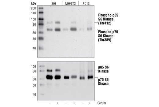 undefined Image 2: PhosphoPlus<sup>®</sup> p70 S6 Kinase (Thr389) Antibody Duet